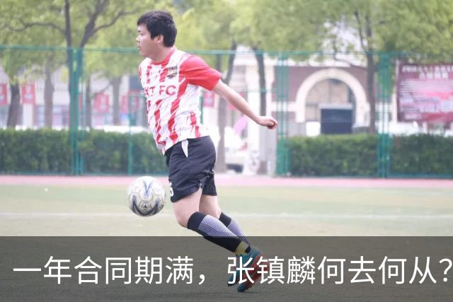 一年合同期满，张镇麟何去何从？两条路可走，看上海诚意如何了